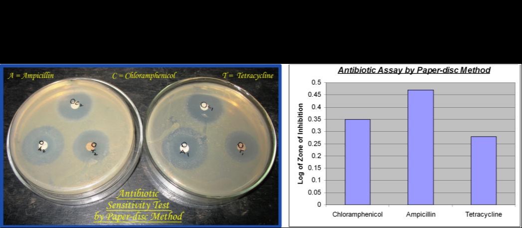 The Kirby Bauer Method and E Test for Antimicrobial Susceptibility Testing  - Microbiology learning: The 